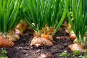 Onion growing in unknown stages
