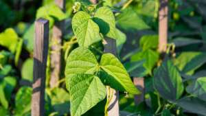 Pole beans