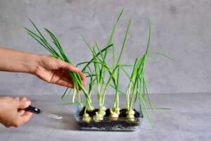 Steps To Grow Onion in Water - seedling