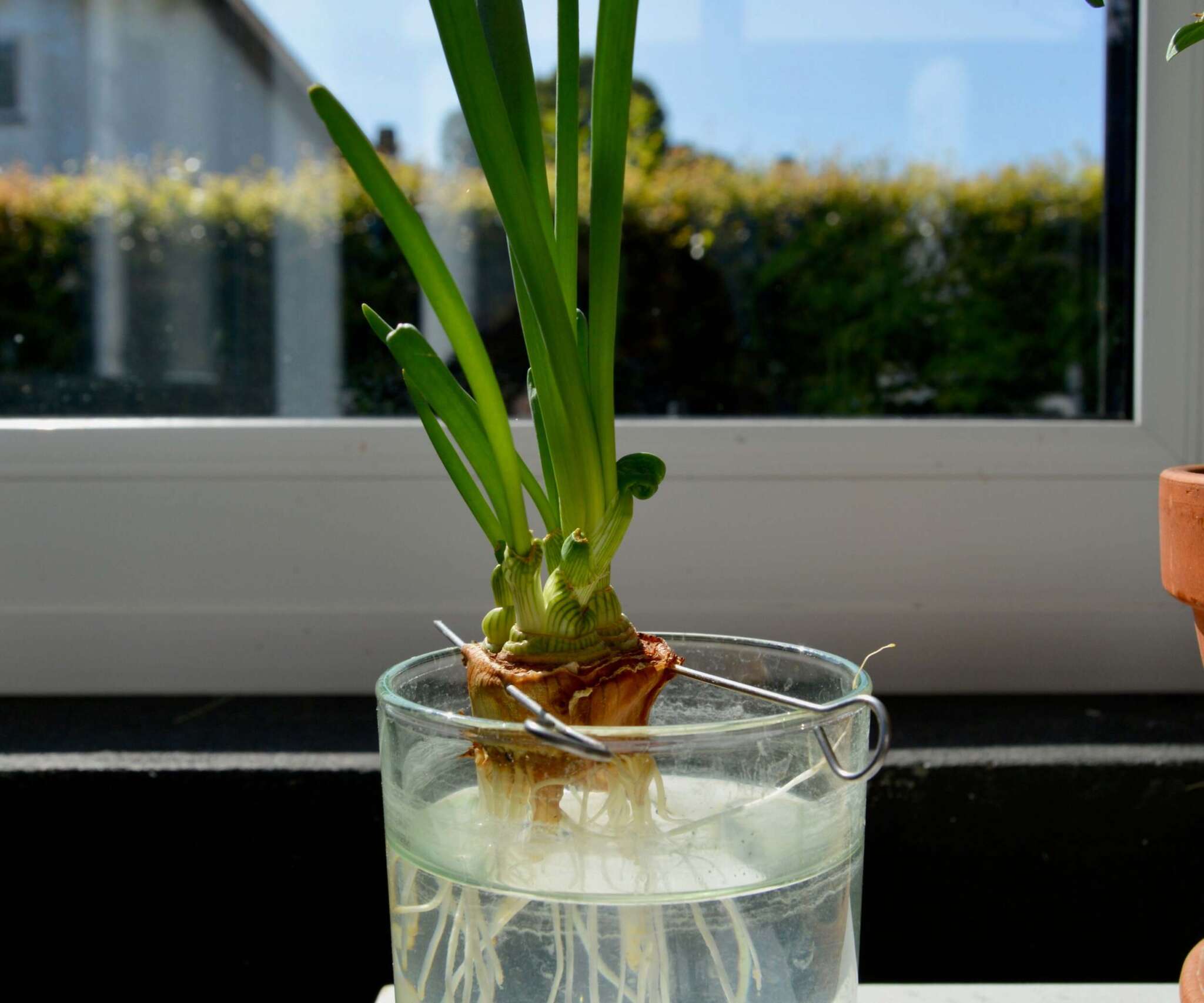 How To Grow Onions In Water Dead or Alive? Revive Garden