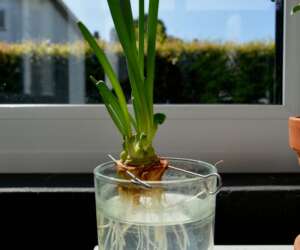 Steps To Grow Onion in Water – regrow