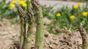 The asparagus plant is sunlight and water-friendly