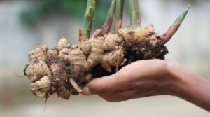 Tips for growing ginger