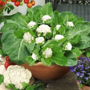 To regrow cauliflower flowers