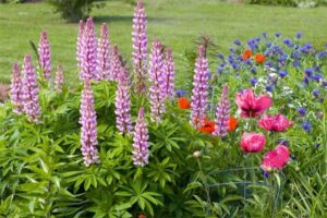 What is a perennial plant
