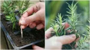 Which Season is Best to Plant Rosemary