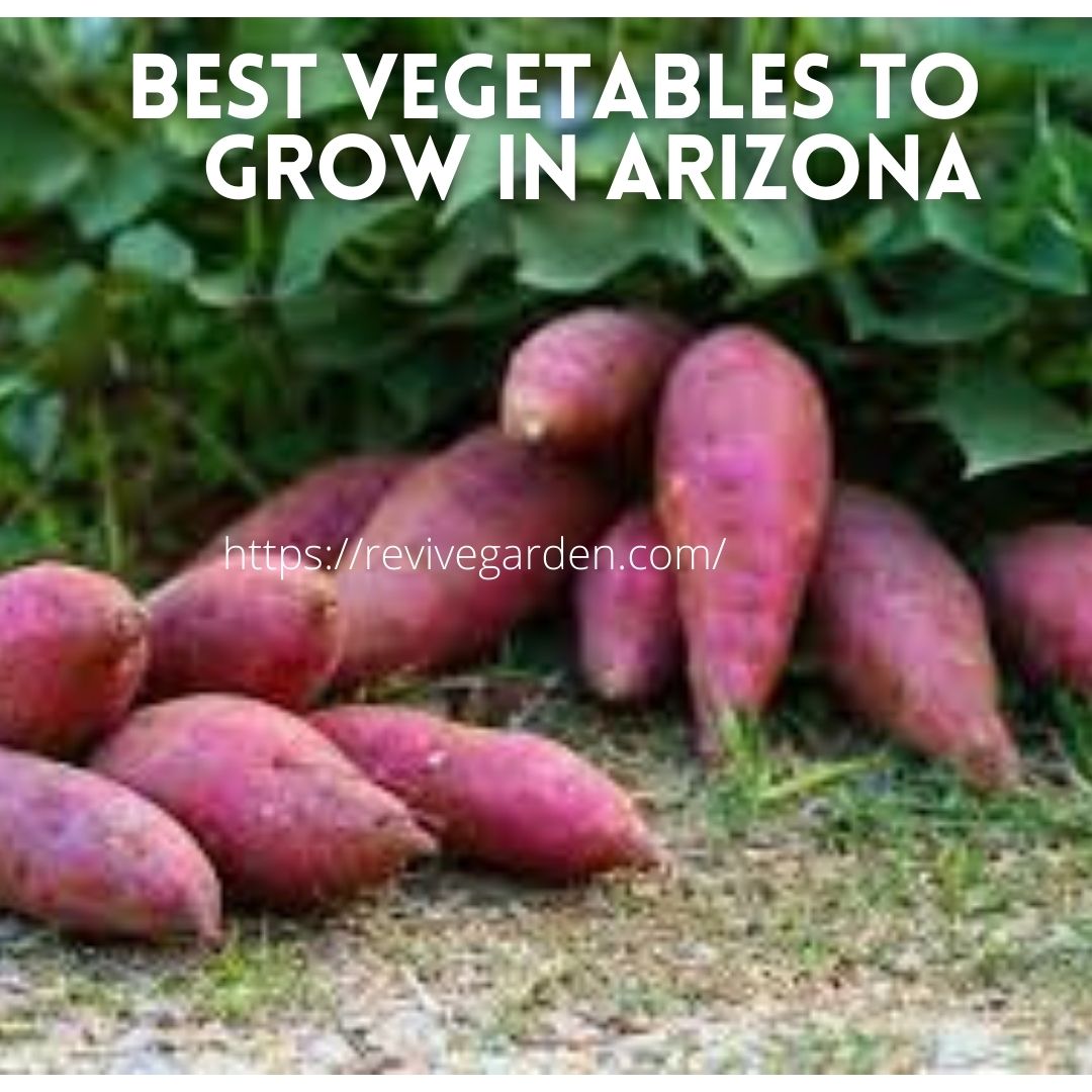 best-vegetables-to-grow-in-arizona