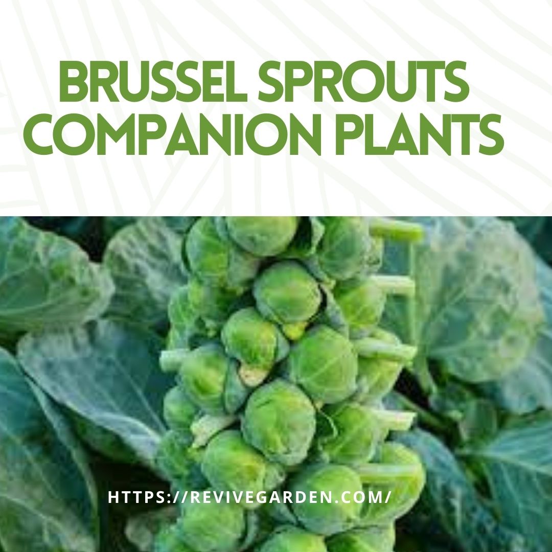 brussel-sprouts-companion-plants