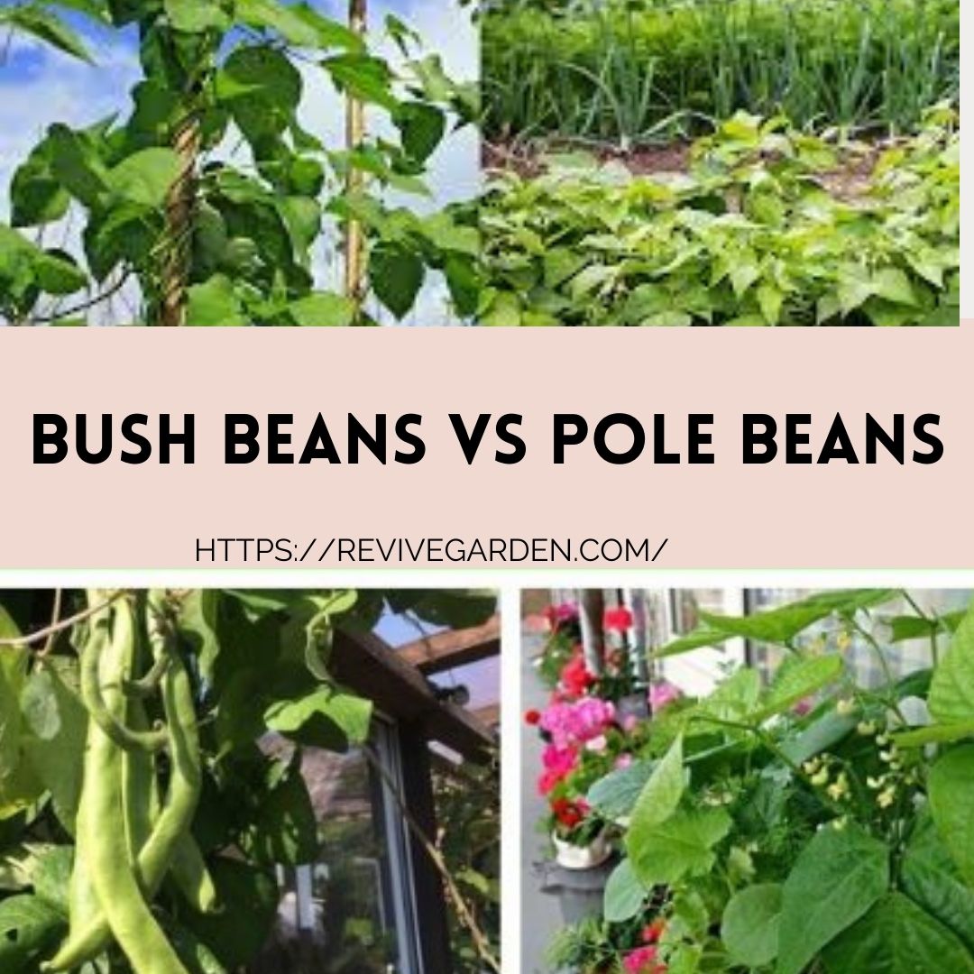 bush-beans-vs-pole-beans-the-world-s-best-revive-garden