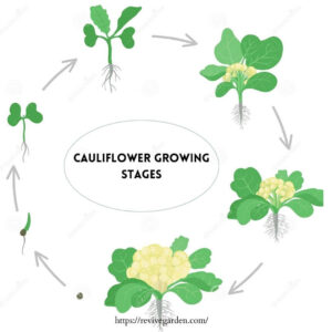 cauliflower-growing-stages