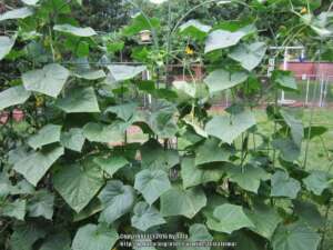 cucumbers-in-florida