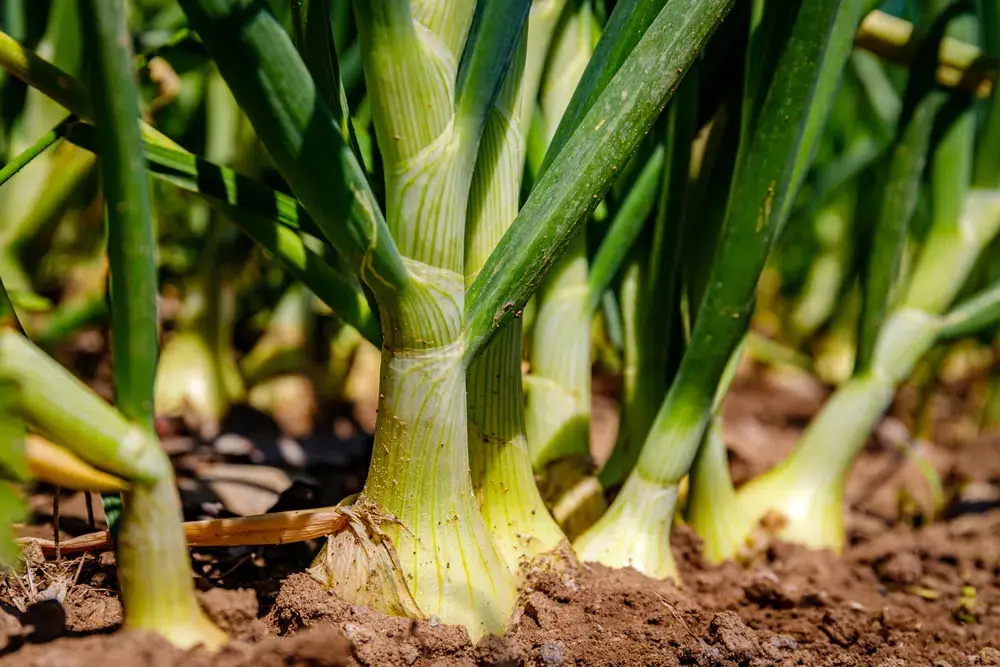 Onion Growing stages - So Simple Even Your Kids Can Do It