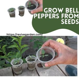 grow-bell-peppers-from-seeds