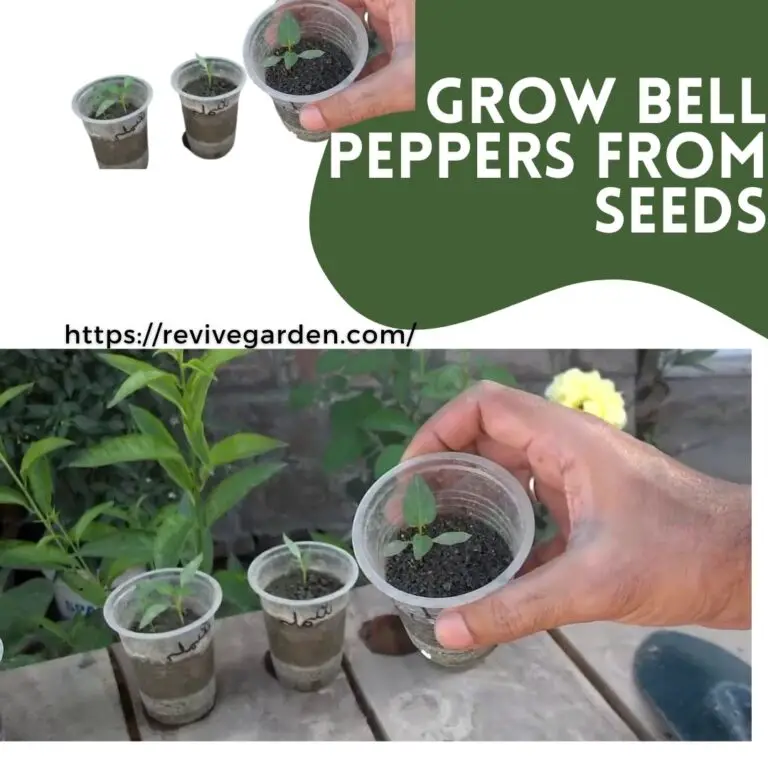 Grow Bell Peppers From Seeds The Ultimate Trick Revive Garden
