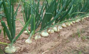 How Many Onions Grow from One Bulb?