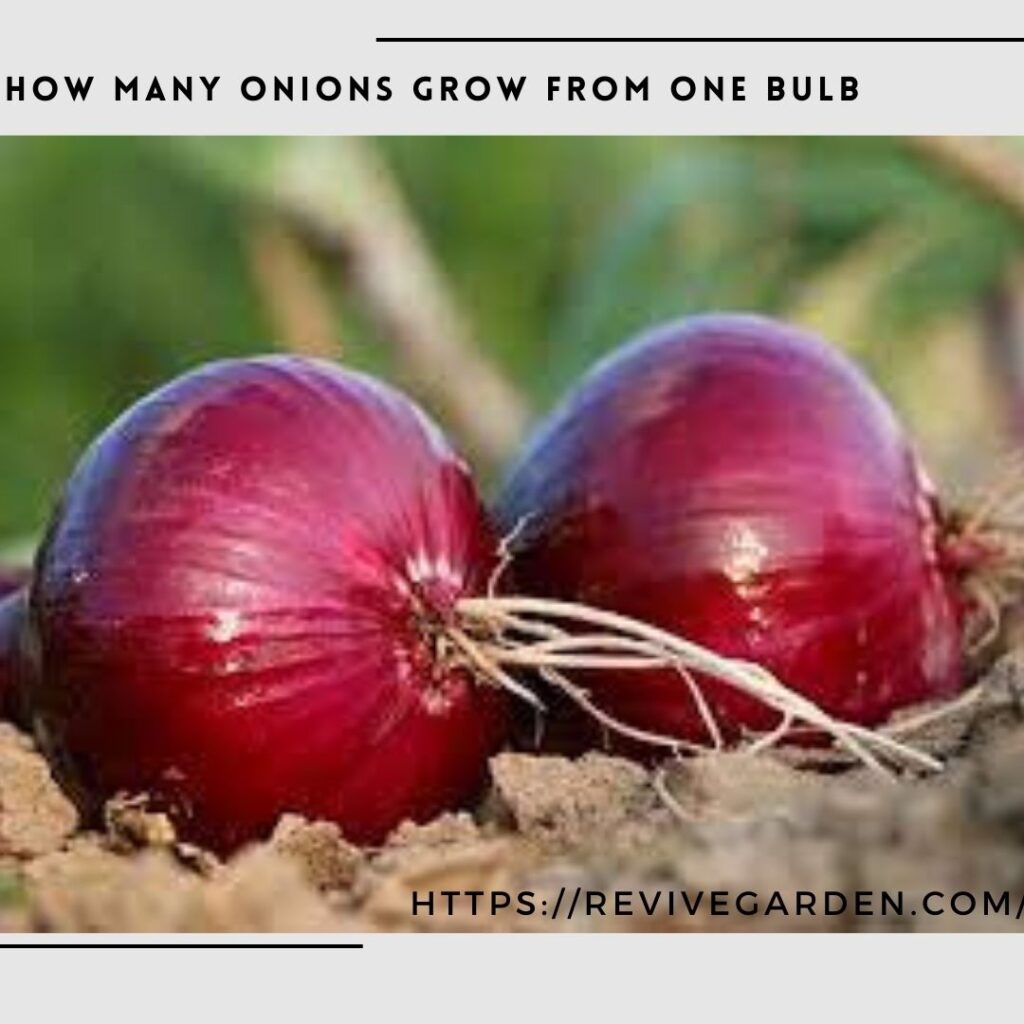 How Many Onions Grow From One Bulb How They Are The Same