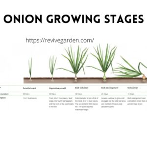 onion-growing-stages