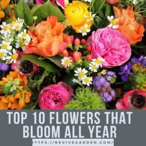 top-10-flowers-that-bloom-all-year