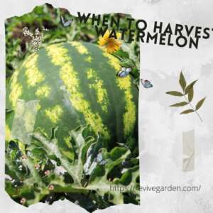 when-to-harvest-watermelon