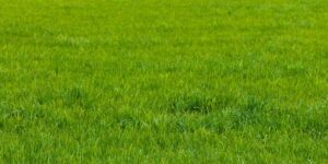 Benefits / Pros of Soft Grass