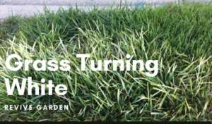 Grass-Turning-White