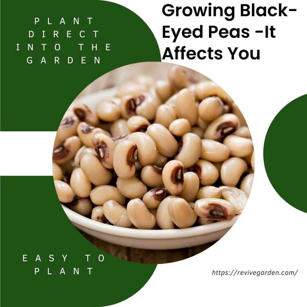 Growing BlackEyed Peas It Affects You Revive Garden