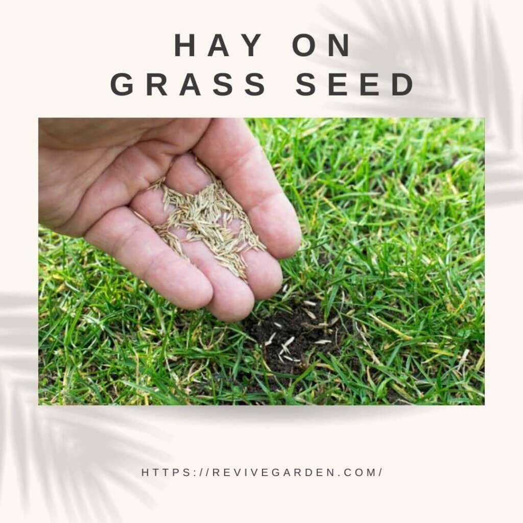 Hay On Grass Seed: Hidden Facts And Detailed Guide 2022