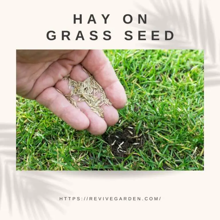 Hay on Grass Seed Hidden Facts and Detailed Guide 2022