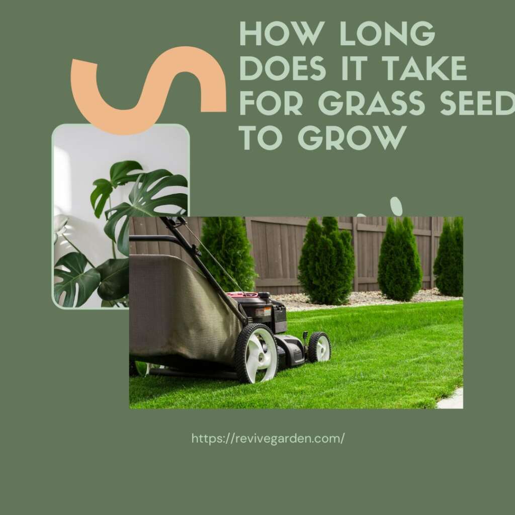 How Long Does It Take For Grass Seed To Grow? Stages and Factors