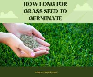 How-Long-For-Grass-Seed-to-Germinate