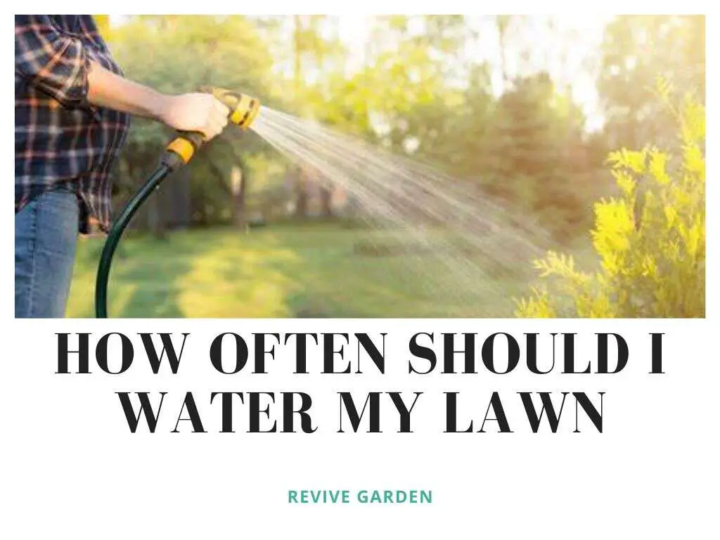 How-Often-Should-I-Water-My-Lawn