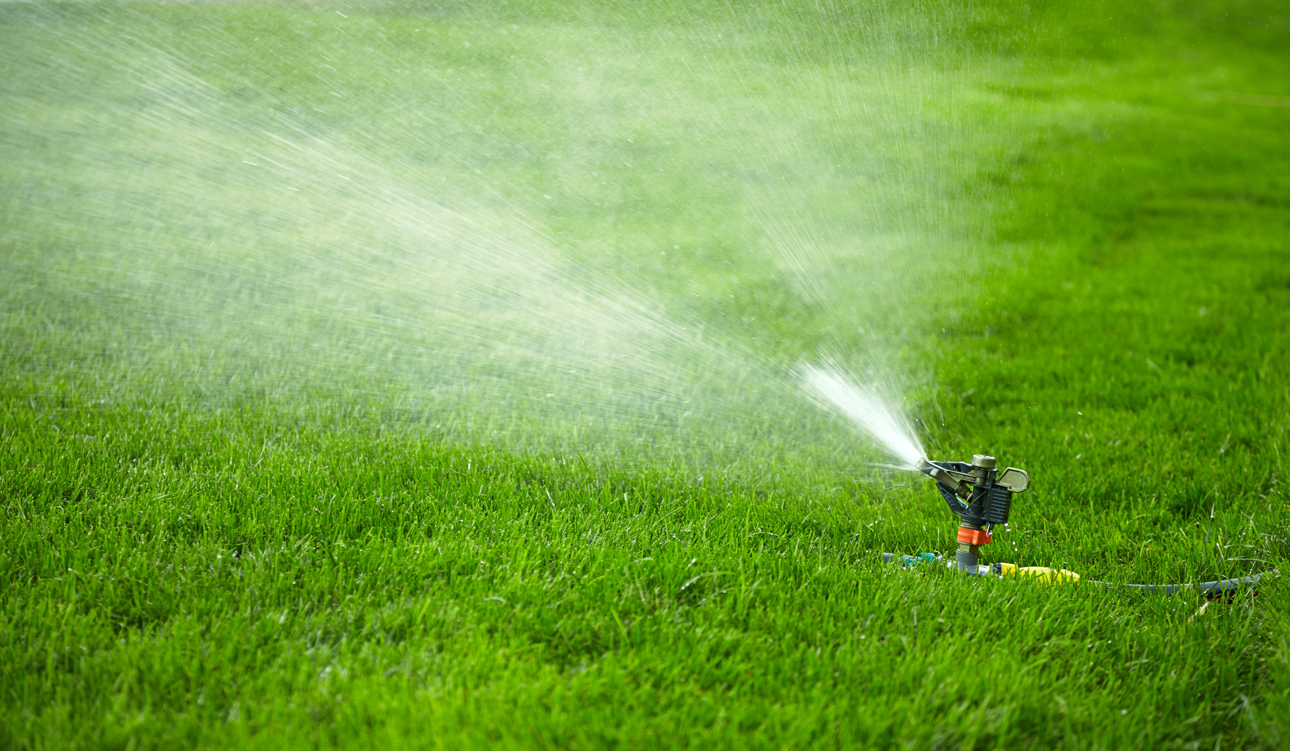 How Often Should I Water My Lawn? No Hustle Revive Garden