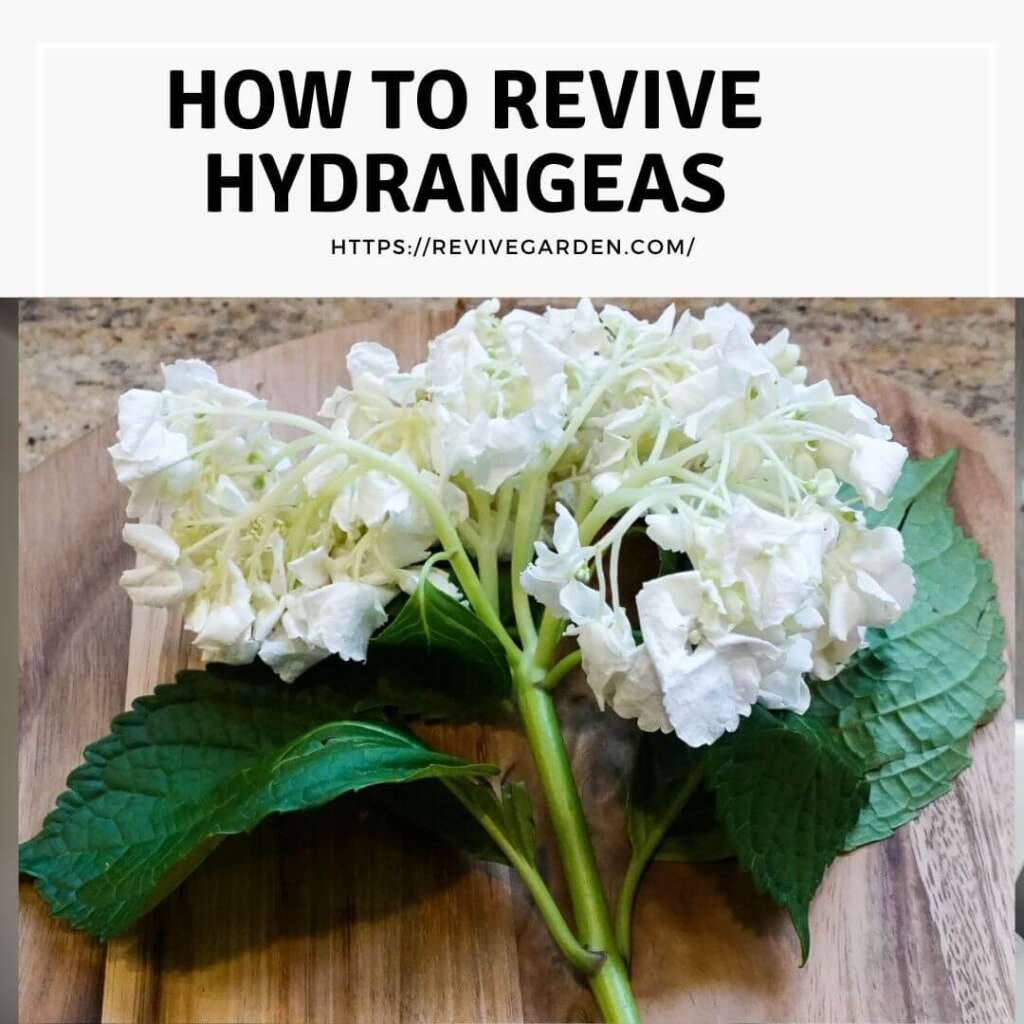 How To Revive Hydrangeas? StepbyStep Guide for Blooms
