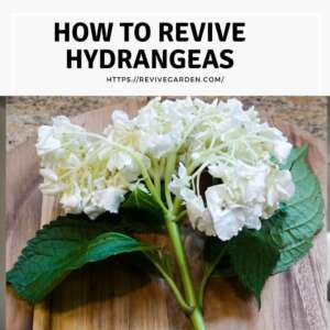 How-To-Revive-Hydrangeas