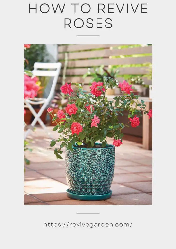 How To Revive Roses In A Pot And Vase Revive Garden