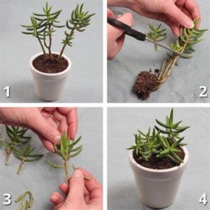 How To Trim Scculents