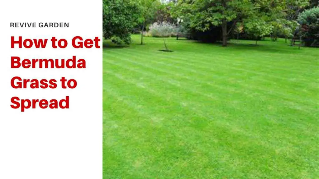How to Get Bermuda Grass to Spread Expert’s Advice