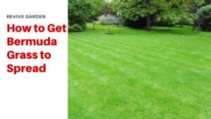 How-to-Get-Bermuda-Grass-to-Spread
