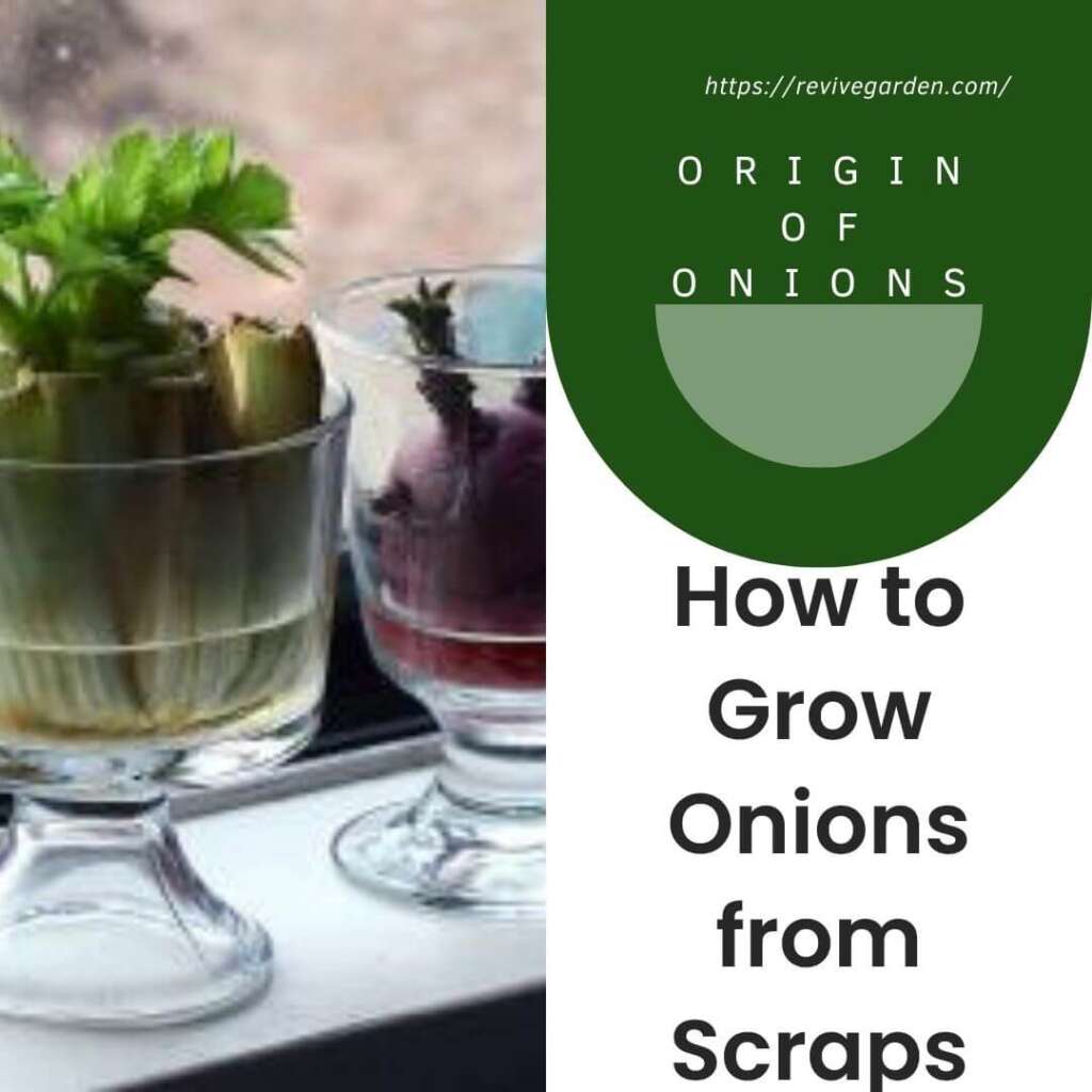How To Grow Onions From Scraps 1024x1024 