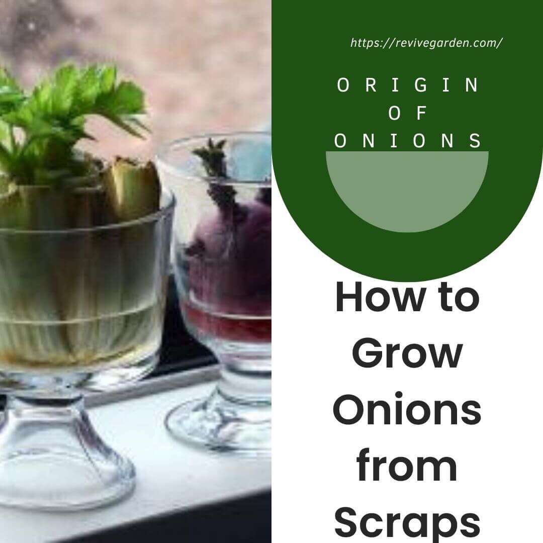 How-to-Grow-Onions-from-Scraps