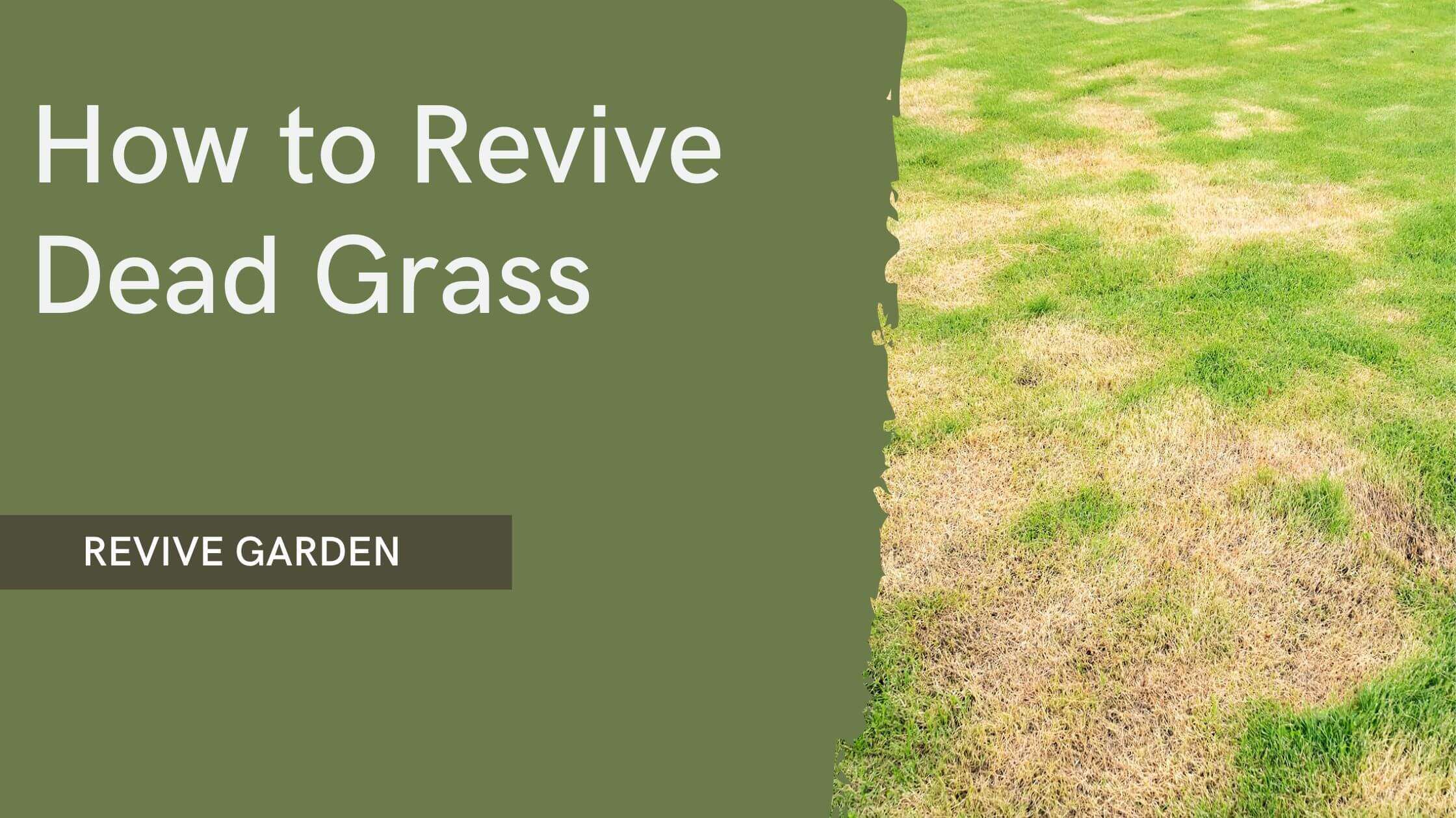 How to Revive Dead Grass
