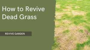 How-to-Revive-Dead-Grass
