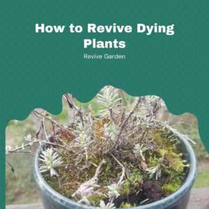 How-to-Revive-Dying-Plants