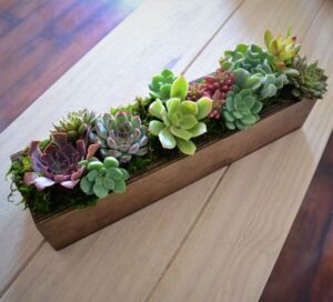 How to Revive Succulents Planted Indoor
