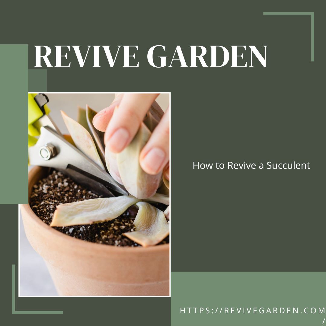 How to Revive a Succulent