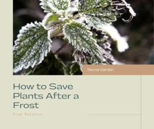 How-to-Save-Plants-After-a-Frost
