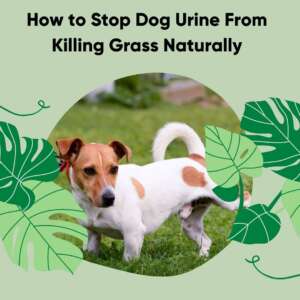 How-to-Stop-Dog-Urine-From-Killing-Grass-Naturally