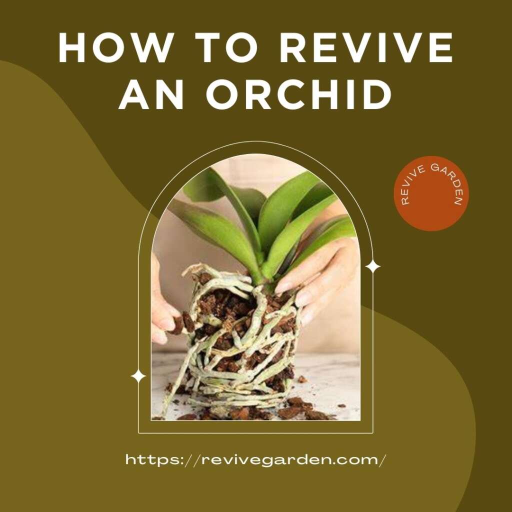 How To Revive An Orchid Simple Hacks Revive Garden   How To Revive An Orchid 1024x1024 