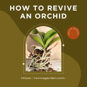How-to-revive-an-Orchid