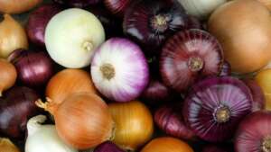 Origin of Onions